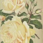 Close-up van Madame Jules Gravereaux roos met zachte roze bloemblaadjes.
