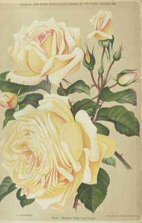 Close-up van Madame Jules Gravereaux roos met zachte roze bloemblaadjes.