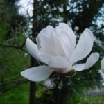 Magnolia ×loebneri bloem in volle bloei met witte bloemblaadjes.