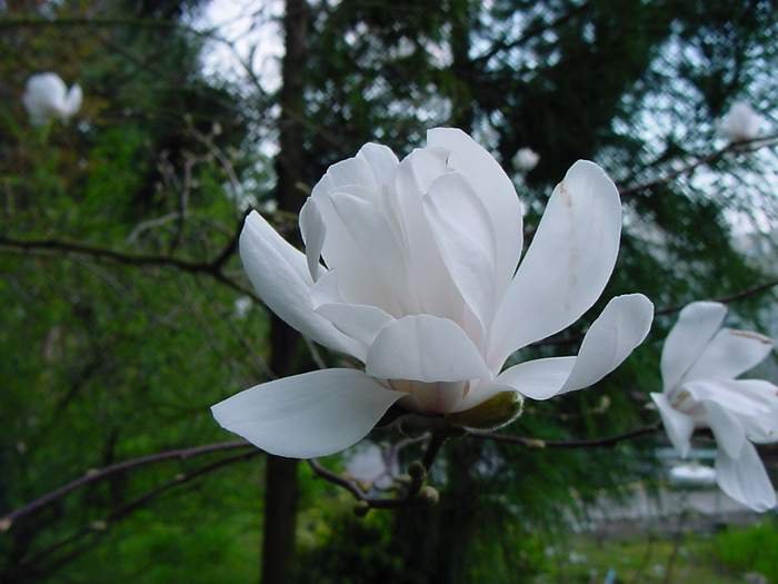 Magnolia ×loebneri bloem in volle bloei met witte bloemblaadjes.