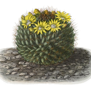 Mammillaria brandegeei cactus met roze bloemen in pot.