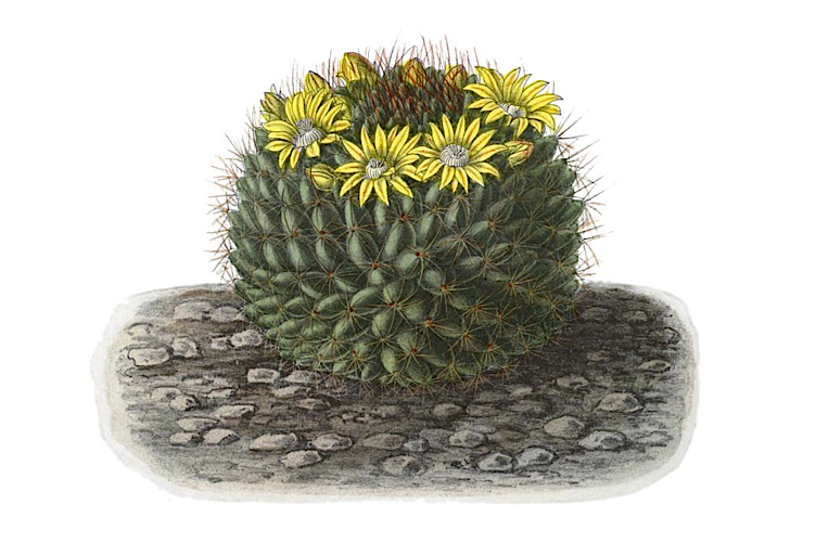 Mammillaria brandegeei cactus met roze bloemen in pot.