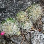 Kleine witte stekels en roze bloemen op Mammillaria vetula cactus.