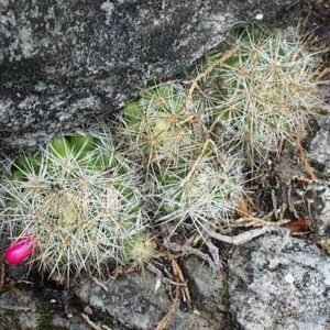 Kleine witte stekels en roze bloemen op Mammillaria vetula cactus.