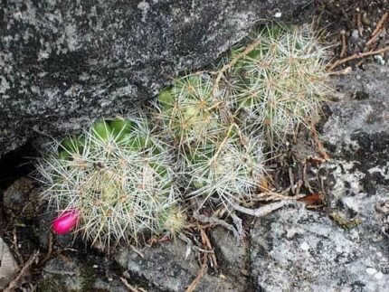 Kleine witte stekels en roze bloemen op Mammillaria vetula cactus.