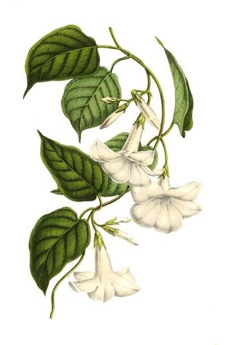 Witte Mandevilla laxa bloemen met groene bladeren op plant.