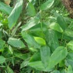 Arrowroot wortel, Maranta arundinacea, witte wortelknol op houten achtergrond.