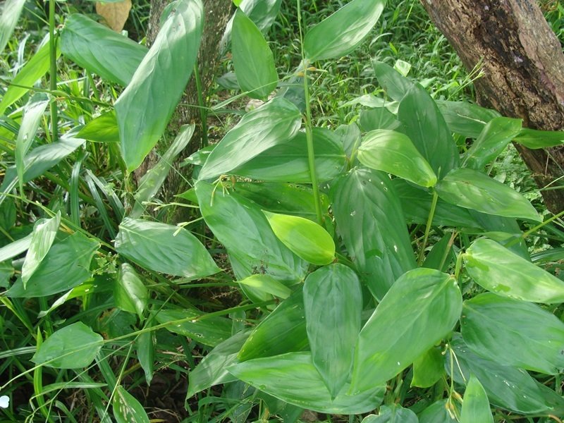 Arrowroot wortel, Maranta arundinacea, witte wortelknol op houten achtergrond.