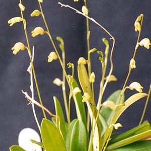 Gele Masdevallia bulbophyllopsis orchidee met groene bladeren.