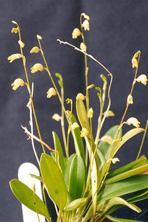 Gele Masdevallia bulbophyllopsis orchidee met groene bladeren.