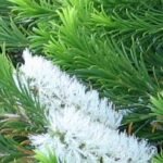 Melaleuca armillaris bloeiende witte bloemen op groene bladeren.