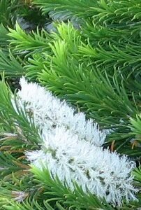 Melaleuca armillaris bloeiende witte bloemen op groene bladeren.
