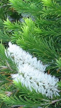 Melaleuca armillaris bloeiende witte bloemen op groene bladeren.