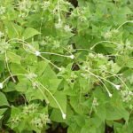 Delicate zachtroze en gele Mirabilis longiflora bloem tegen groene bladeren.