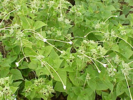 Delicate zachtroze en gele Mirabilis longiflora bloem tegen groene bladeren.