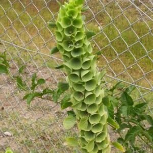 Moluccella laevis bloemen in weelderige groene bloei.