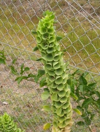 Moluccella laevis bloemen in weelderige groene bloei.