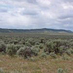 Western juniper and mountain big sagebrush in natural habitat.