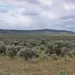 Western juniper and mountain big sagebrush in natural habitat.