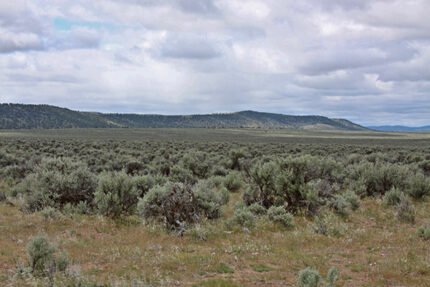 Western juniper and mountain big sagebrush in natural habitat.