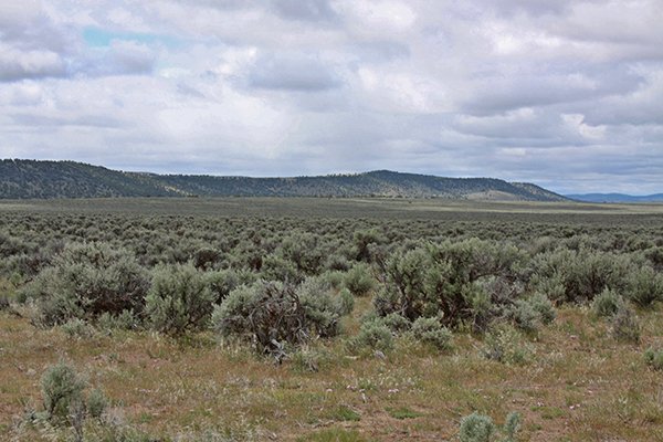 Western juniper and mountain big sagebrush in natural habitat.