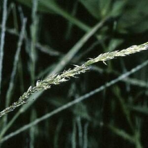 Pink blooms of Muhlenbergia schreberi grass with delicate leaves in natural setting.