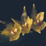 Myoxanthus congestus plant met groene bladeren en felgele bloemen.