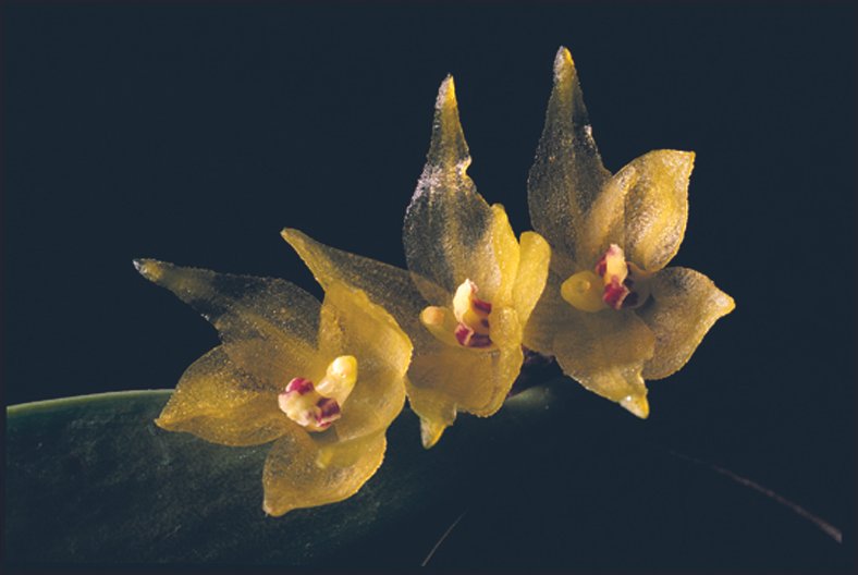 Myoxanthus congestus plant met groene bladeren en felgele bloemen.