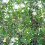 Myrte plant met beperkte winterhardheid en zonnige standplaats.