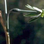 Narcissus viridiflorus bloem met groene bloemblaadjes en gele kern.