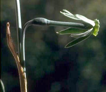 Narcissus viridiflorus bloem met groene bloemblaadjes en gele kern.
