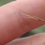 Nassella plant met zilvergroene bladeren en sierlijke pluimen.