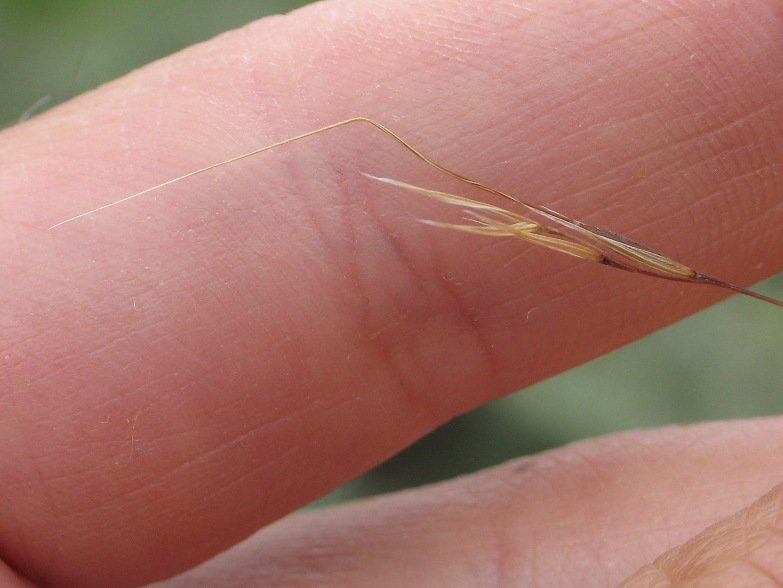 Nassella plant met zilvergroene bladeren en sierlijke pluimen.