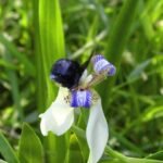 Witte Neomarica candida bloem met groene bladeren op een zwarte achtergrond.