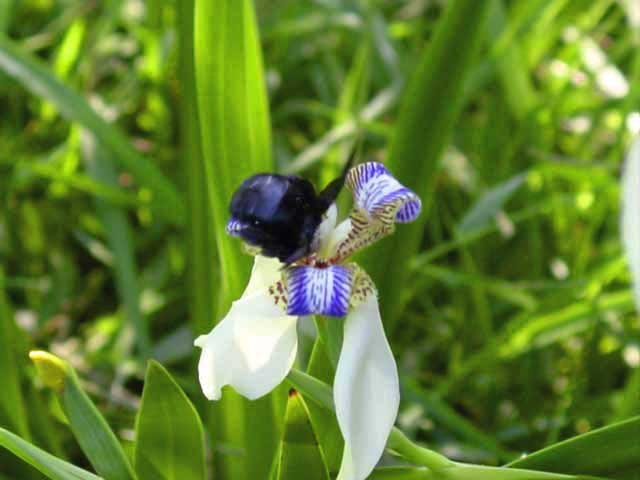 Witte Neomarica candida bloem met groene bladeren op een zwarte achtergrond.