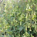Nicotiana langsdorffii bloeiende gele bloemen op groene stelen.