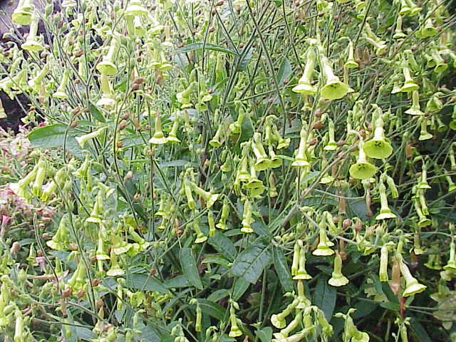 Nicotiana langsdorffii bloeiende gele bloemen op groene stelen.