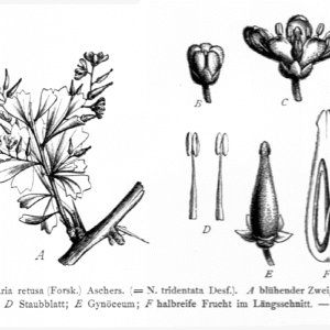 Nitraria retusa plant met kleine groene bladeren en rode bessen.