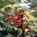 Northern Red Currant (Ribes triste) with bright red berries on a branch.