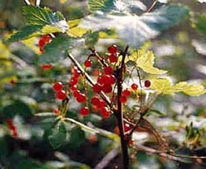 Northern Red Currant (Ribes triste) with bright red berries on a branch.