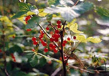 Northern Red Currant (Ribes triste) with bright red berries on a branch.