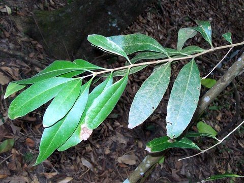 Notelaea longifolia plant met groen blad op 7 Mile Beach.