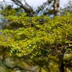 Nothofagus menziesii boom op Maungatautari berg.
