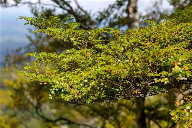 Nothofagus menziesii boom op Maungatautari berg.