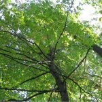 Nyssa sylvatica boom met glanzende groene bladeren en rode herfstkleuren.