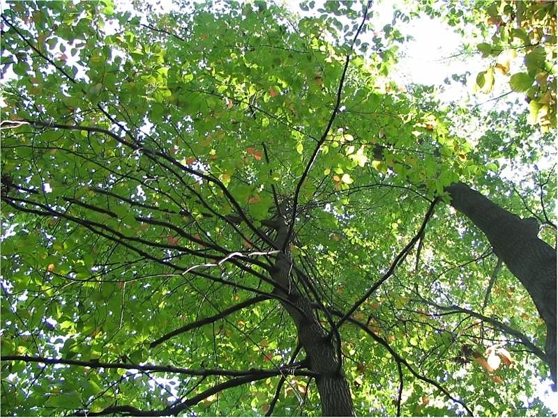 Nyssa sylvatica boom met glanzende groene bladeren en rode herfstkleuren.