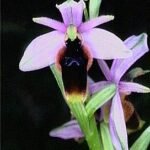 Ophrys lunulata orchidee met gele bloem en donkere vlekken op groene bladeren.