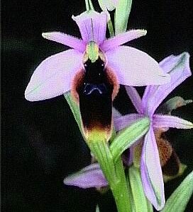 Ophrys lunulata orchidee met gele bloem en donkere vlekken op groene bladeren.