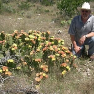 Opuntia atrispina cactus in woestijnlandschap met donkere stekels en platte schijven.