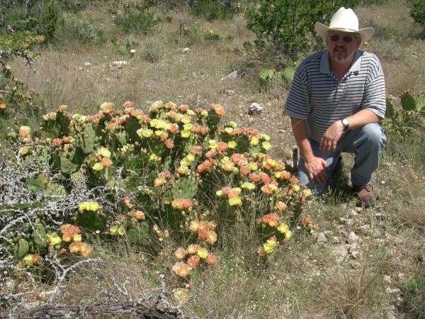 Opuntia atrispina cactus in woestijnlandschap met donkere stekels en platte schijven.